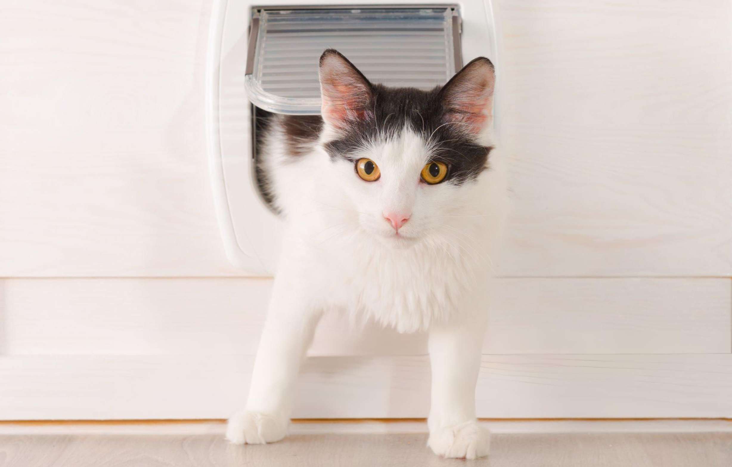 Automatic dog door installation calgary